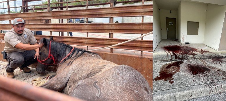 stories/horse-euthazined-2025.jpg